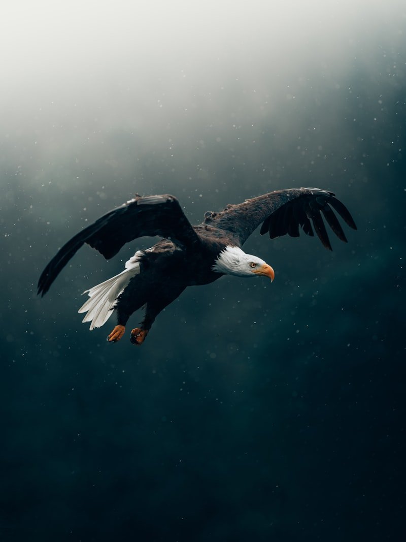 Rehabilitated eagle in a specialized flight aviary prior to wild release in Europe