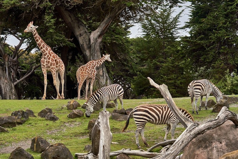 Rescued wildlife receiving veterinary and rehabilitation care in an East African sanctuary